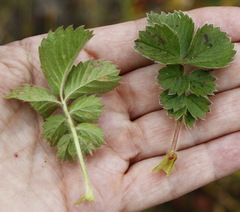 Potentilla stolonifera