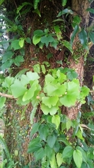 Ginkgo biloba