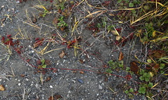 Potentilla stolonifera