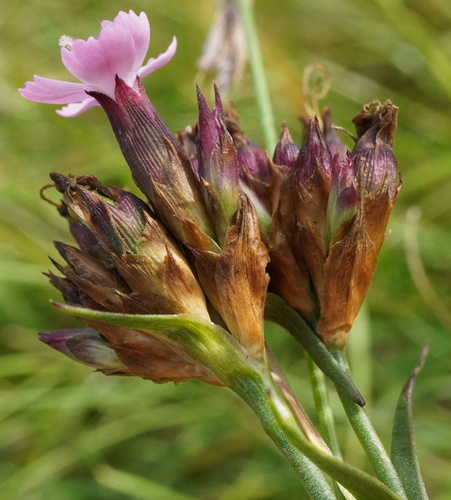 Tall Pink (Dianthus giganteiformis)
