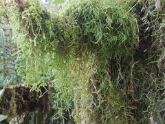 Weymouthia cochlearifolia