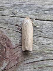 Gonioterma mistrella