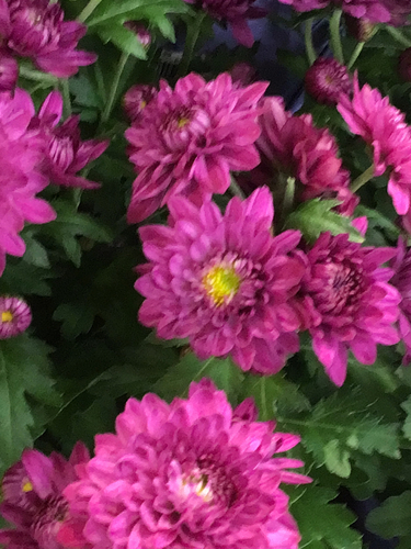 Chrysanthemum morifolium iNat (2)