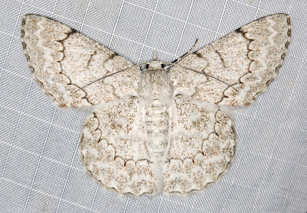 White Looper Moth