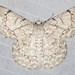 White Looper Moth - Photo (c) Ian  McMillan, some rights reserved (CC BY-NC)