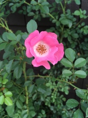 Rosa