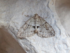 Thera contractata