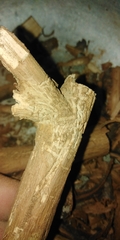 Scolytus intricatus