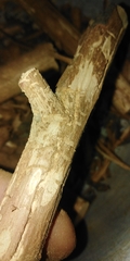 Scolytus intricatus