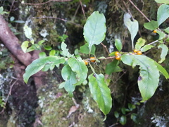 Coprosma tenuifolia