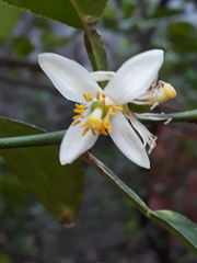 Citrus × latifolia