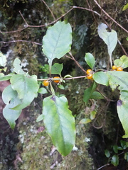 Coprosma tenuifolia