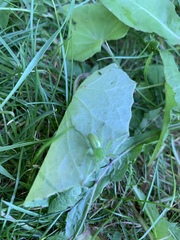 Micrommata