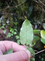 Coprosma tenuifolia