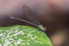 Vestalis amoena