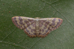 Lophophleps phoenicoptera