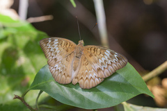 Euthalia monina monina