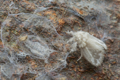 Nudaria albipunctella