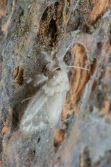 Nudaria albipunctella