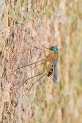 Neurigona squamifera