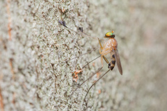 Neurigona squamifera