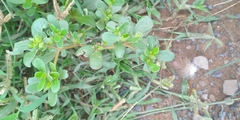 Portulaca oleracea image