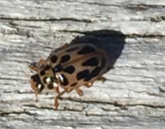 Anisosticta novemdecimpunctata