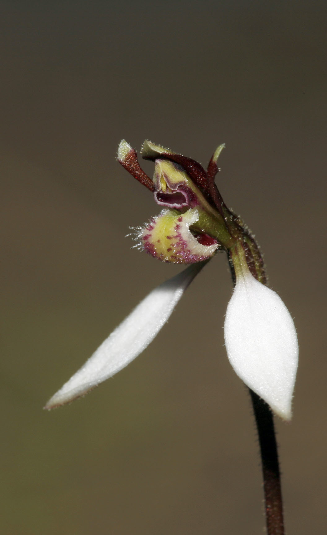 Eriochilus