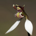 Eriochilus - Photo (c) Ron Greer, μερικά δικαιώματα διατηρούνται (CC BY-NC), uploaded by Ron Greer
