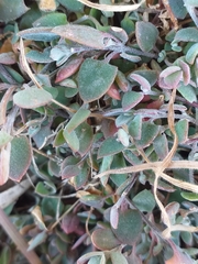 Chenopodium triandrum