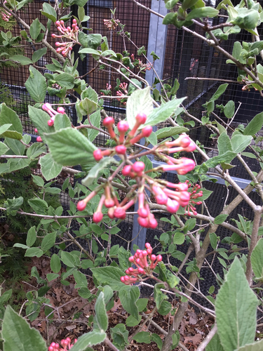 Viburnum carlesii iNat (3)
