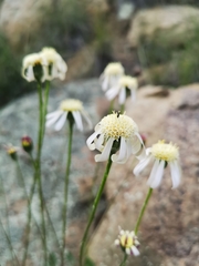 Bolandia pedunculosa