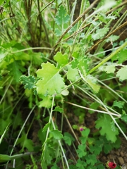 Bolandia pedunculosa