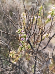 Muraltia horrida