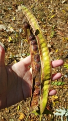 Gleditsia triacanthos