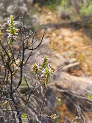 Muraltia horrida