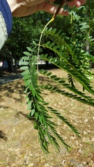 Gleditsia triacanthos