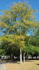 Gleditsia triacanthos
