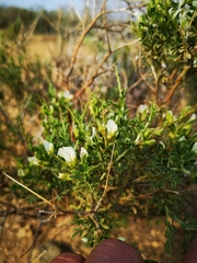 Melolobium canescens