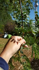 Gleditsia triacanthos
