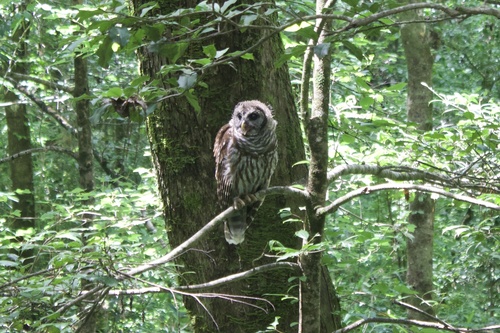 View observation of {o.common_name} on iNaturalist