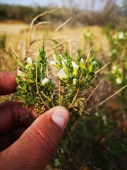 Melolobium canescens