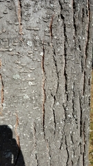 Gleditsia triacanthos