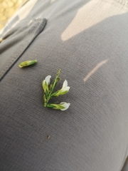 Melolobium canescens