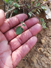 Bolandia pinnatifida