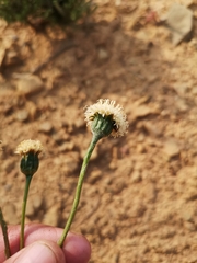Bolandia pinnatifida