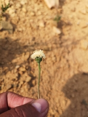 Bolandia pinnatifida