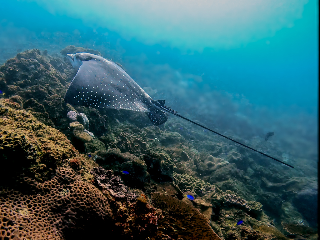 Australian Rays White-spotted Eagle Ray from Cook Island, New South Wales, Australia on ...