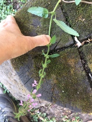 Stachys gilliesii