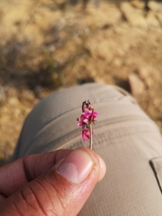Indigofera burchellii